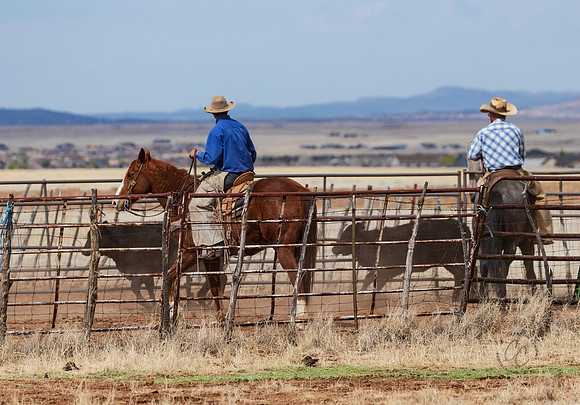 Roundup March 2025-7434