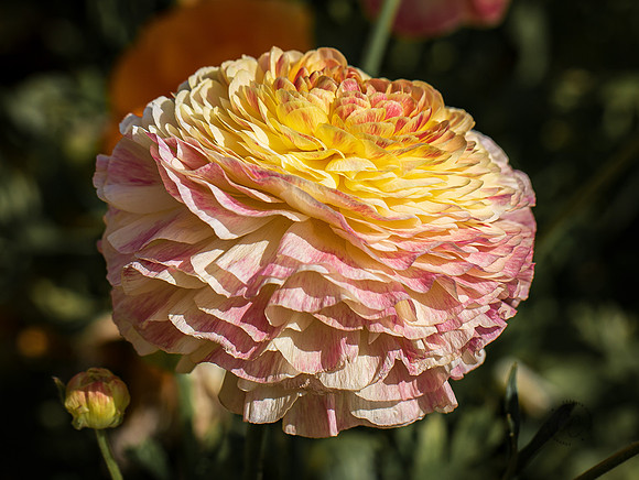 Carlsbad Flower Fields May 2022-0256