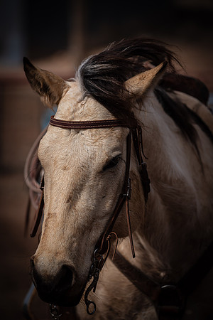 Ranch Horse Feb 2024-9647