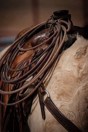 Ranch Horse Feb 2024-2