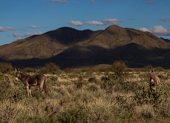 Wild Burros March 2024-9855