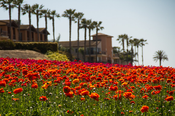 Carlsbad Flower Fields March 2017-9869