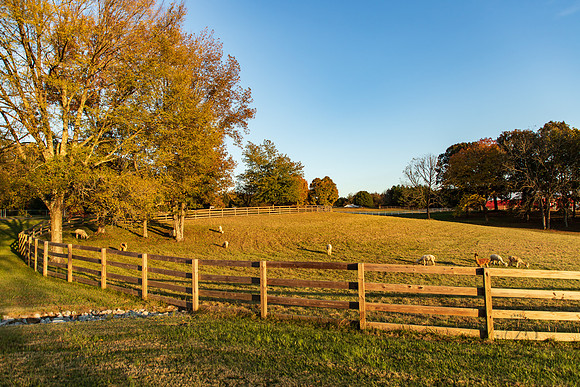 Tennessee-5438