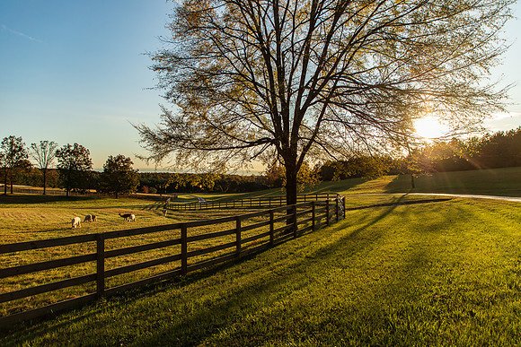 Tennessee-5432