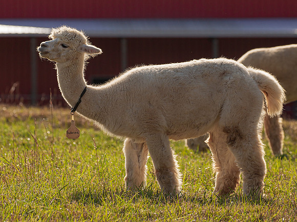 Tennessee-5367