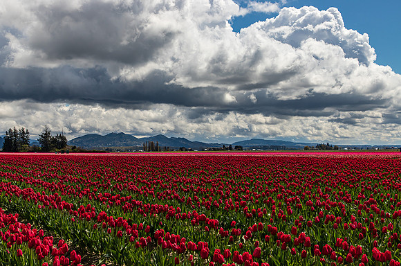 Roozengaarde Tulips April 2022-9960