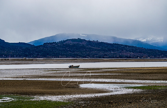 Samish Island March 2020-0859