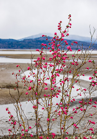 Samish Island March 2020-0864