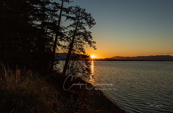 Samish Island March 2020-1313