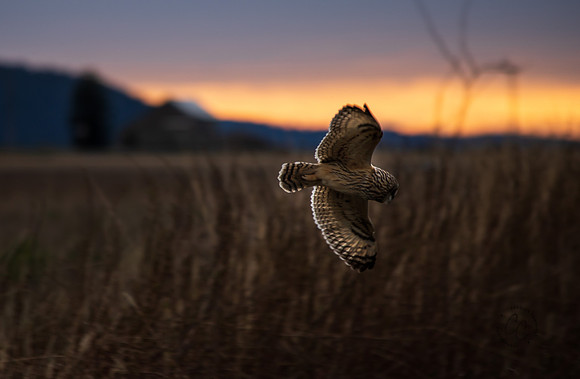 Owl March 2020-1200