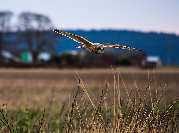 Owl March 2020-1199