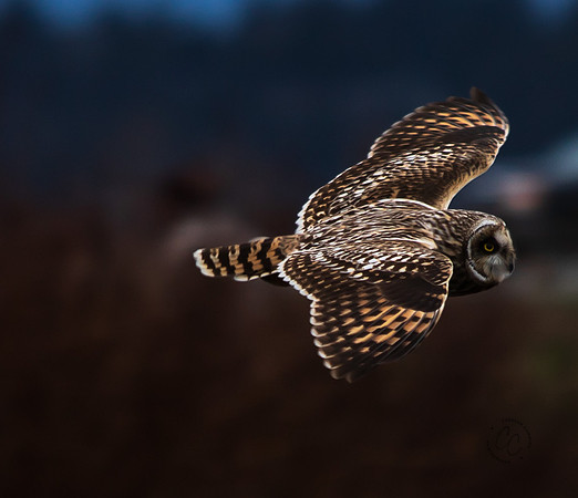 Owl March 2020-1207