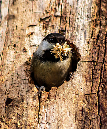 Black Capped Chickadee April 2020-1707