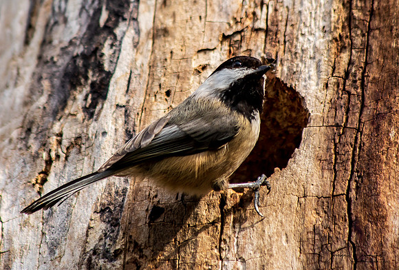 Black Capped Chickadee April 2020-1705