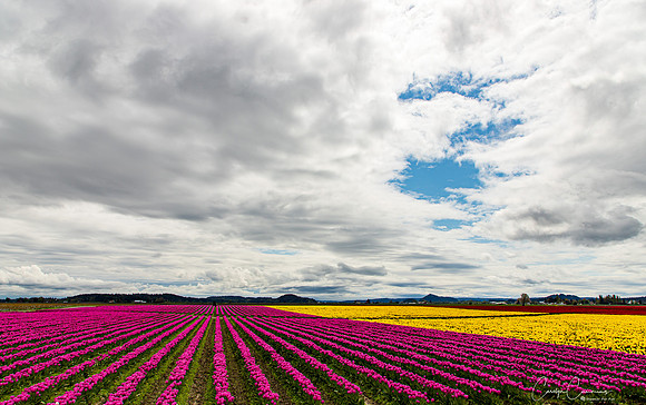 Tulip Fields Closed April 2020-2405