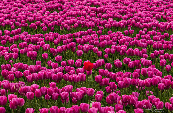 Tulip Fields Closed April 2020-2407