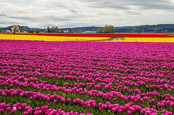 Tulip Fields Closed April 2020-2409