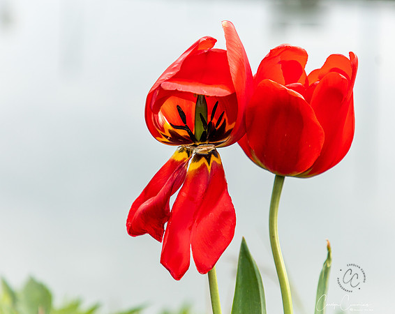 Flowers in our yard April 2020-2515