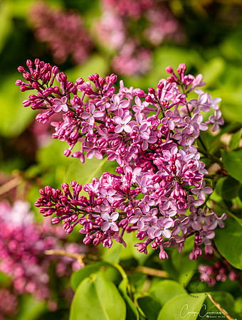 Flowers in our yard April 2020-2597