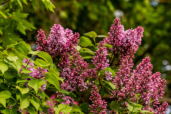 Flowers in our yard April 2020-2611