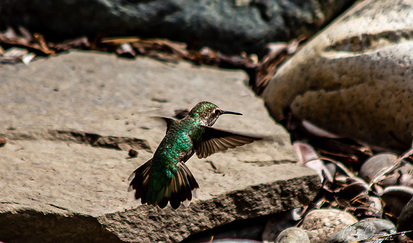 Hummingbird May 2020-3787