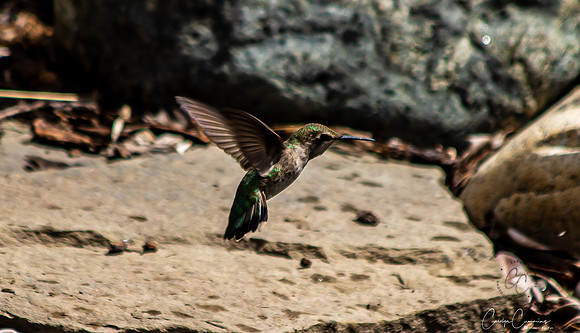 Hummingbird May 2020-3834