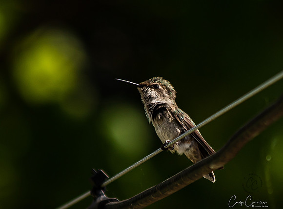 Hummingbird May 2020-3845