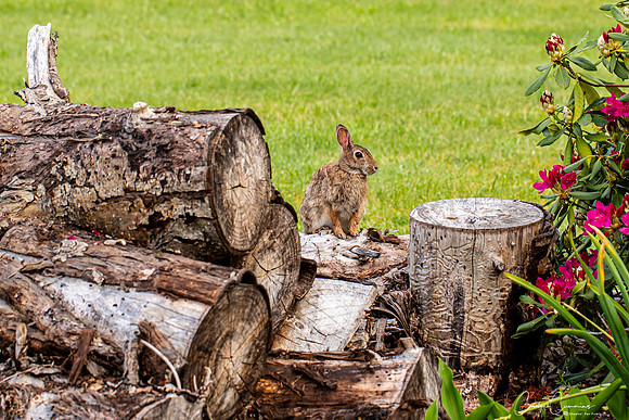 Bunny in the back yard May 2020-3713