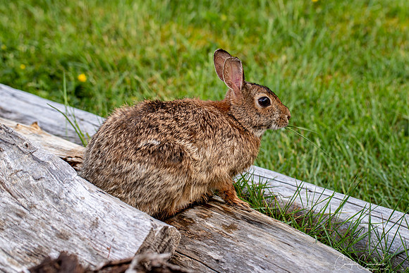 Bunny in the back yard May 2020-3746