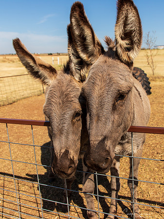 Donkey Love Oct 2019-8277