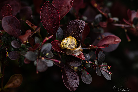 Snail May 2020-3673