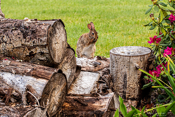 Bunny in back yard May 2020-3716