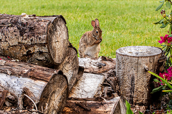 Bunny in back yard May 2020-3715