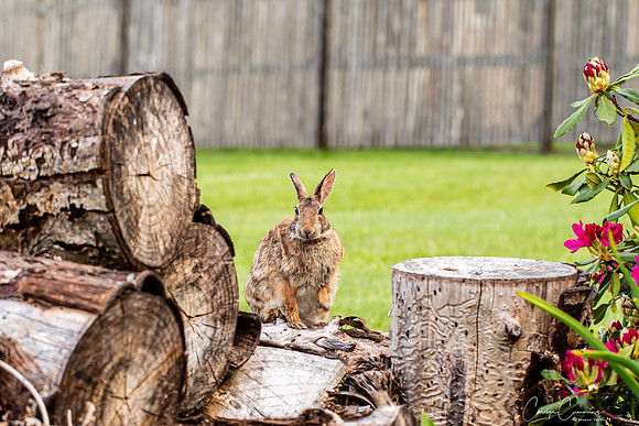 Bunny in back yard May 2020-3724