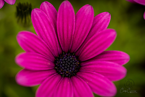 Garden Flower June 2020-4753