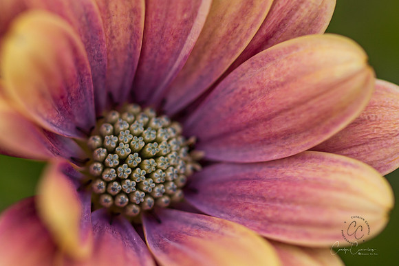 Garden Flower June 2020-4780