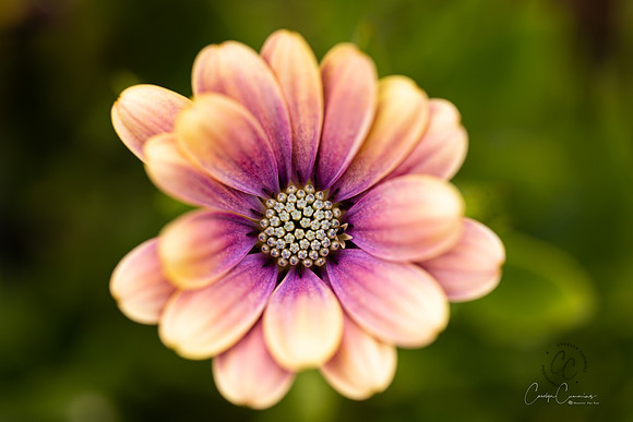 Garden Flower June 2020-4764