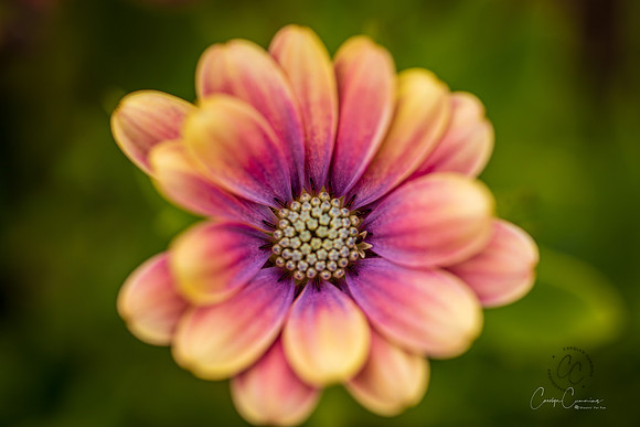 Garden Flower June 2020-4762