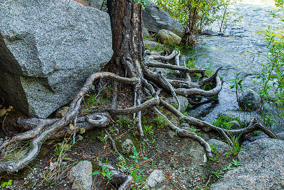 Icicle River Tree Roots Leavenworth June 2020-4896