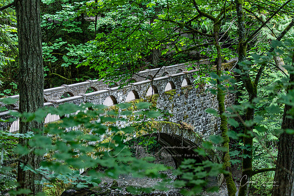 Whatcom Falls Park June 2020-4953