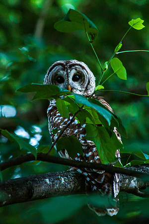 Virginia Owl July 2020-5301