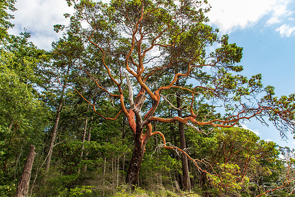 Kukutali Preserve Madrona Tree July 2020-5772
