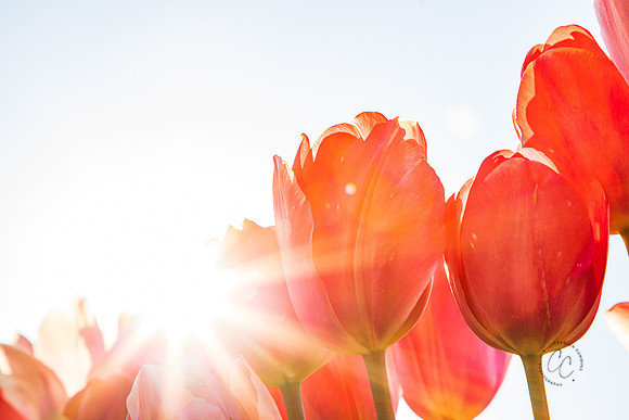 Tulip Town April 2022-0043