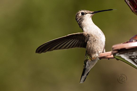 Idaho Hummingbird Aug 2020-7512