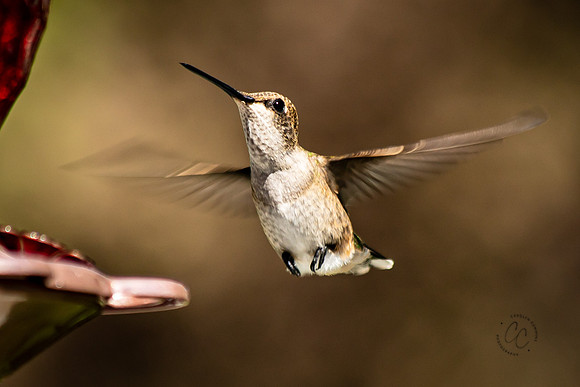 Idaho Hummingbird Aug 2020-7490