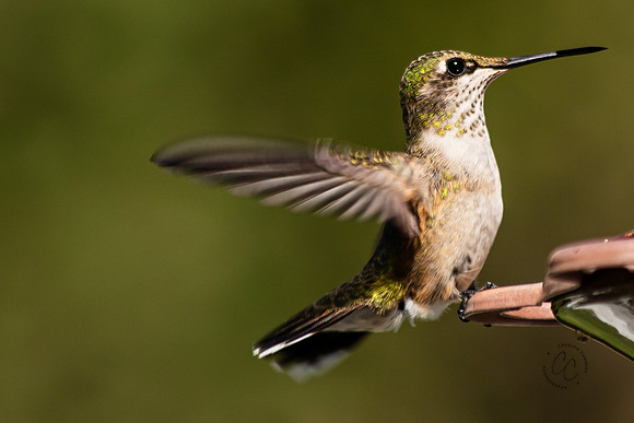 Idaho Hummingbird Aug 2020-7550