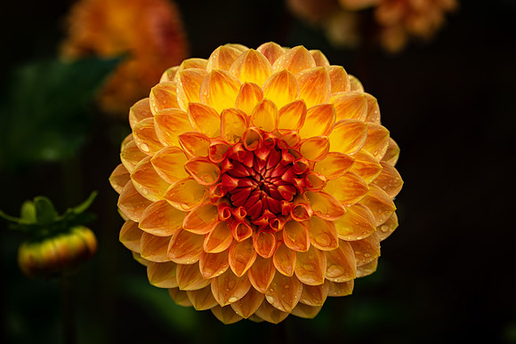 Triple Wren Farms Dahlias Sept 2020-8463