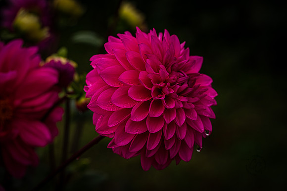 Triple Wren Farms Dahlias Sept 2020-8472