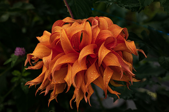 Triple Wren Farms Dahlias Sept 2020-8486