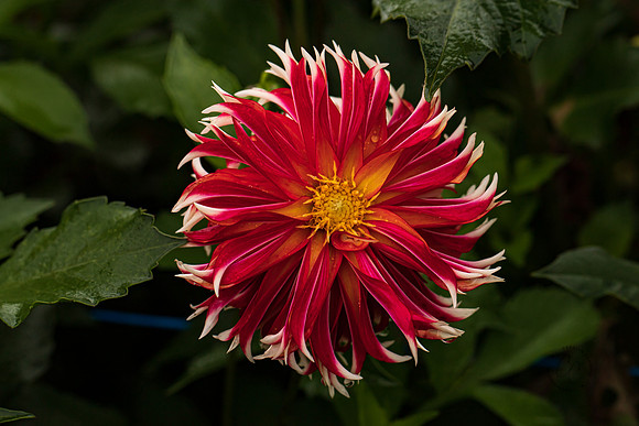 Triple Wren Farms Dahlias Sept 2020-8489